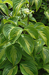 Gold Star Chinese Dogwood (Cornus kousa 'Gold Star') at Lakeshore Garden Centres
