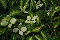 Gold Star Chinese Dogwood (Cornus kousa 'Gold Star') at Lakeshore Garden Centres