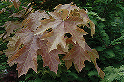 Mocha Rose Big Leaf Maple (Acer macrophyllum 'Mocha Rose') at Lakeshore Garden Centres