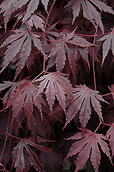 Yasemin Full Moon Maple (Acer shirasawanum 'Yasemin') at Lakeshore Garden Centres