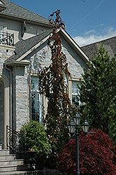 Purple Fountain Beech (Fagus sylvatica 'Purple Fountain') at Green Thumb Garden Centre