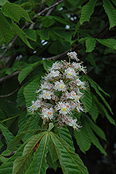 Pyramidal Horse Chestnut (Aesculus hippocastanum 'Pyramidalis') at Lakeshore Garden Centres