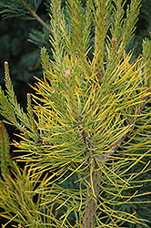 Wate's Golden Scrub Pine (Pinus virginiana 'Wate's Golden') at Lakeshore Garden Centres