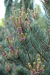Cleary Japanese White Pine (Pinus parviflora 'Cleary') at Lakeshore Garden Centres