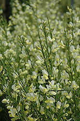 Hollandia Broom (Cytisus x praecox 'Hollandia') at Lakeshore Garden Centres