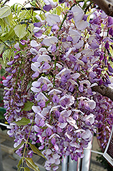 Texas Purple Japanese Wisteria (Wisteria floribunda 'Texas Purple') at Lakeshore Garden Centres