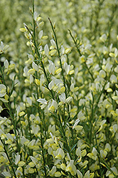 Broom (Cytisus x praecox) at Lakeshore Garden Centres