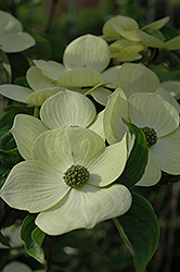 Celestial Flowering Dogwood (Cornus 'Rutdan') at Lakeshore Garden Centres