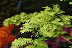 Gold Rush Dawn Redwood (Metasequoia glyptostroboides 'Ogon') at Lakeshore Garden Centres