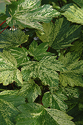 Nizetii Sycamore Maple (Acer pseudoplatanus 'Nizetii') at Lakeshore Garden Centres
