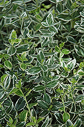 White Gaiety Wintercreeper (Euonymus fortunei 'White Gaiety') at Lakeshore Garden Centres