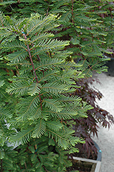 Miss Grace Dawn Redwood (Metasequoia glyptostroboides 'Miss Grace') at Lakeshore Garden Centres