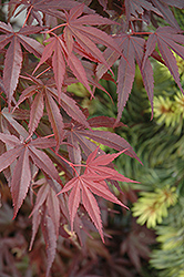 Skeeter's Broom Dwarf Japanese Maple (Acer palmatum 'Skeeter's Broom') at Lakeshore Garden Centres