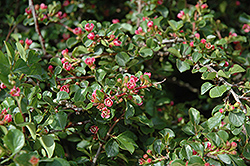 Praecox Cotoneaster (Cotoneaster adpressus 'Praecox') at Lakeshore Garden Centres