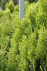Berkman's Gold Arborvitae (Thuja orientalis 'Berkman's Gold') at Lakeshore Garden Centres