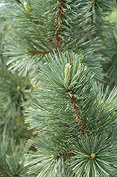 Vanderwolf's Pyramid Pine (Pinus flexilis 'Vanderwolf's Pyramid') at Lakeshore Garden Centres