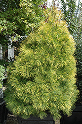 Louie Eastern White Pine (Pinus strobus 'Louie') at Peter Knippel Garden Centre