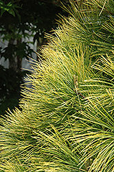 Louie Eastern White Pine (Pinus strobus 'Louie') at Peter Knippel Garden Centre