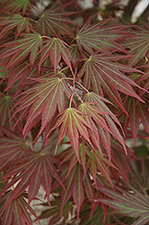 Johin Full Moon Japanese Maple (Acer shirasawanum 'Johin') at Lakeshore Garden Centres