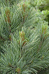 Blue Swiss Stone Pine (Pinus cembra 'Glauca') at Golden Acre Home & Garden