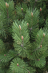 Emerald Arrow Bosnian Pine (Pinus heldreichii 'Emerald Arrow') at Lakeshore Garden Centres