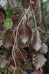 Purple Fountain Beech (Fagus sylvatica 'Purple Fountain') at Green Thumb Garden Centre