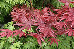 Trompenburg Japanese Maple (Acer palmatum 'Trompenburg') at Lakeshore Garden Centres