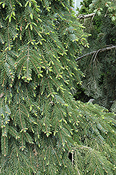 Bruns Weeping Spruce (Picea omorika 'Pendula Bruns') at Lakeshore Garden Centres