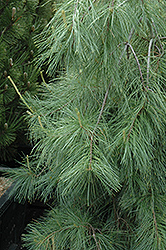 Weeping White Pine (Pinus strobus 'Pendula') at The Mustard Seed