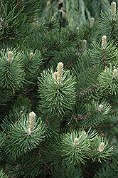 Oregon Green Austrian Pine (Pinus nigra 'Oregon Green') at Lakeshore Garden Centres