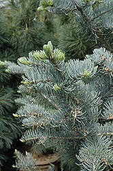 Candicans White Fir (Abies concolor 'Candicans') at A Very Successful Garden Center