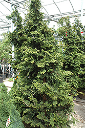 Wells Special Hinoki Falsecypress (Chamaecyparis obtusa 'Wells Special') at Lakeshore Garden Centres