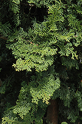 Wells Special Hinoki Falsecypress (Chamaecyparis obtusa 'Wells Special') at Lakeshore Garden Centres