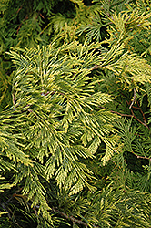Zebrina Extra Gold Arborvitae (Thuja plicata 'Zebrina Extra Gold') at Lakeshore Garden Centres