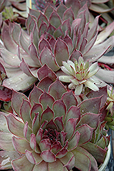 Dark Cloud Hens And Chicks (Sempervivum 'Dark Cloud') at A Very Successful Garden Center