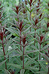 Erika Speedwell (Veronica spicata 'Erika') at Lakeshore Garden Centres