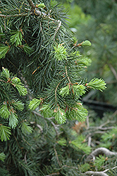 Emerald Twister Douglas Fir (Pseudotsuga menziesii 'Emerald Twister') at Lakeshore Garden Centres