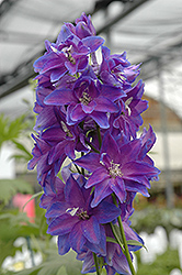 Guardian Early Blue Larkspur (Delphinium 'Guardian Early Blue') at Golden Acre Home & Garden