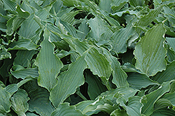 Arctic Blast Hosta (Hosta 'Arctic Blast') at Lakeshore Garden Centres