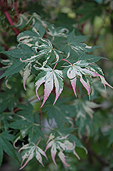 Oridono Nishiki Japanese Maple (Acer palmatum 'Oridono Nishiki') at Lakeshore Garden Centres
