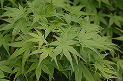 Beni Tsukasa Japanese Maple (Acer palmatum 'Beni Tsukasa') at Lakeshore Garden Centres