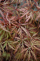Inaba Shidare Cutleaf Japanese Maple (Acer palmatum 'Inaba Shidare') at Peter Knippel Garden Centre