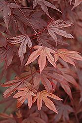 Fireglow Japanese Maple (Acer palmatum 'Fireglow') at Lakeshore Garden Centres