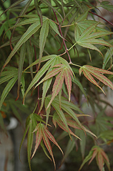 Villa Taranto Japanese Maple (Acer palmatum 'Villa Taranto') at Lakeshore Garden Centres