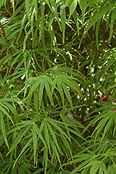 Scolopendrifolium Japanese Maple (Acer palmatum 'Scolopendrifolium') at Lakeshore Garden Centres