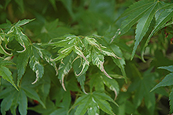 Karasu Gawa Japanese Maple (Acer palmatum 'Karasu Gawa') at Lakeshore Garden Centres