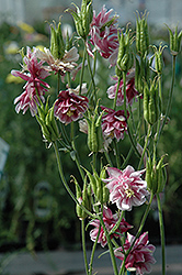 Dorothy Rose Columbine (Aquilegia 'Dorothy Rose') at Lakeshore Garden Centres