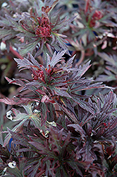 Black Beauty Cranesbill (Geranium pratense 'Black Beauty') at Lakeshore Garden Centres
