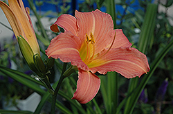 Elizabeth Salter Daylily (Hemerocallis 'Elizabeth Salter') at Lakeshore Garden Centres