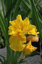 Picasso Moon Iris (Iris 'Picasso Moon') at Lakeshore Garden Centres